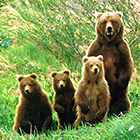 Ведмеді